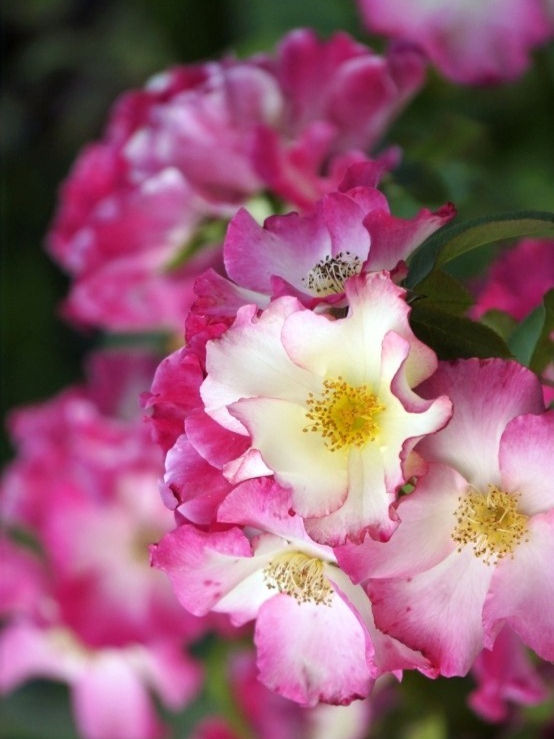 Роза Лиола (Liolà