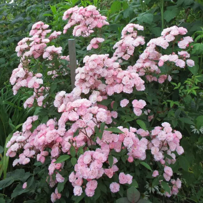 Миниатюра: Роза Хевенли Пинк (Heavenly Pink)