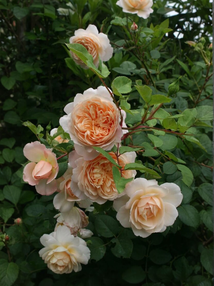 Миниатюра: Роза Крокус Роуз (Crocus Rose)
