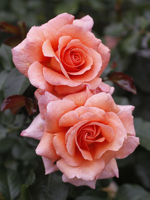 Роза Доктор Джо (Dr. Jo)