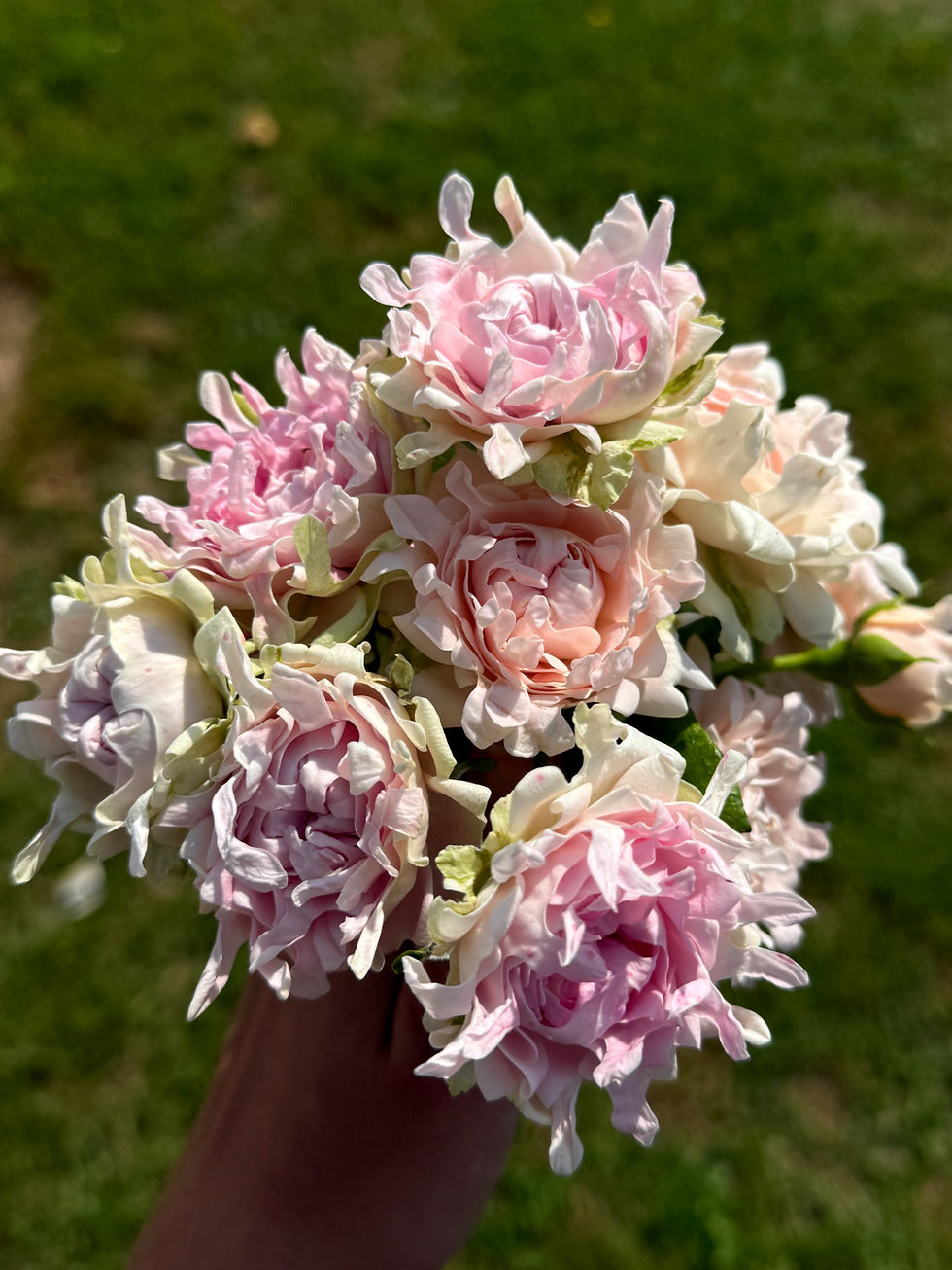 Миниатюра: Роза Свит Раффлс (Sweet Ruffles)