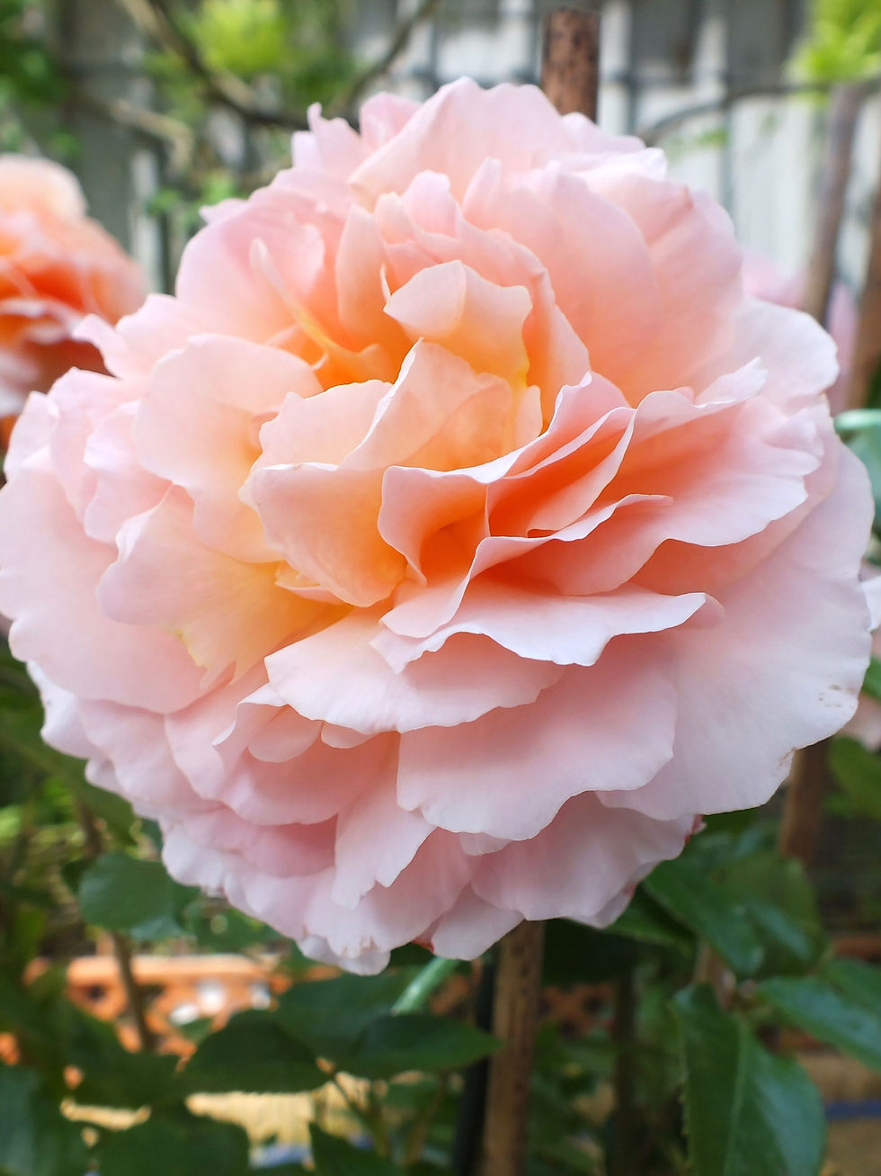 Роза Грейт Экспектейшнс (Great Expectations)