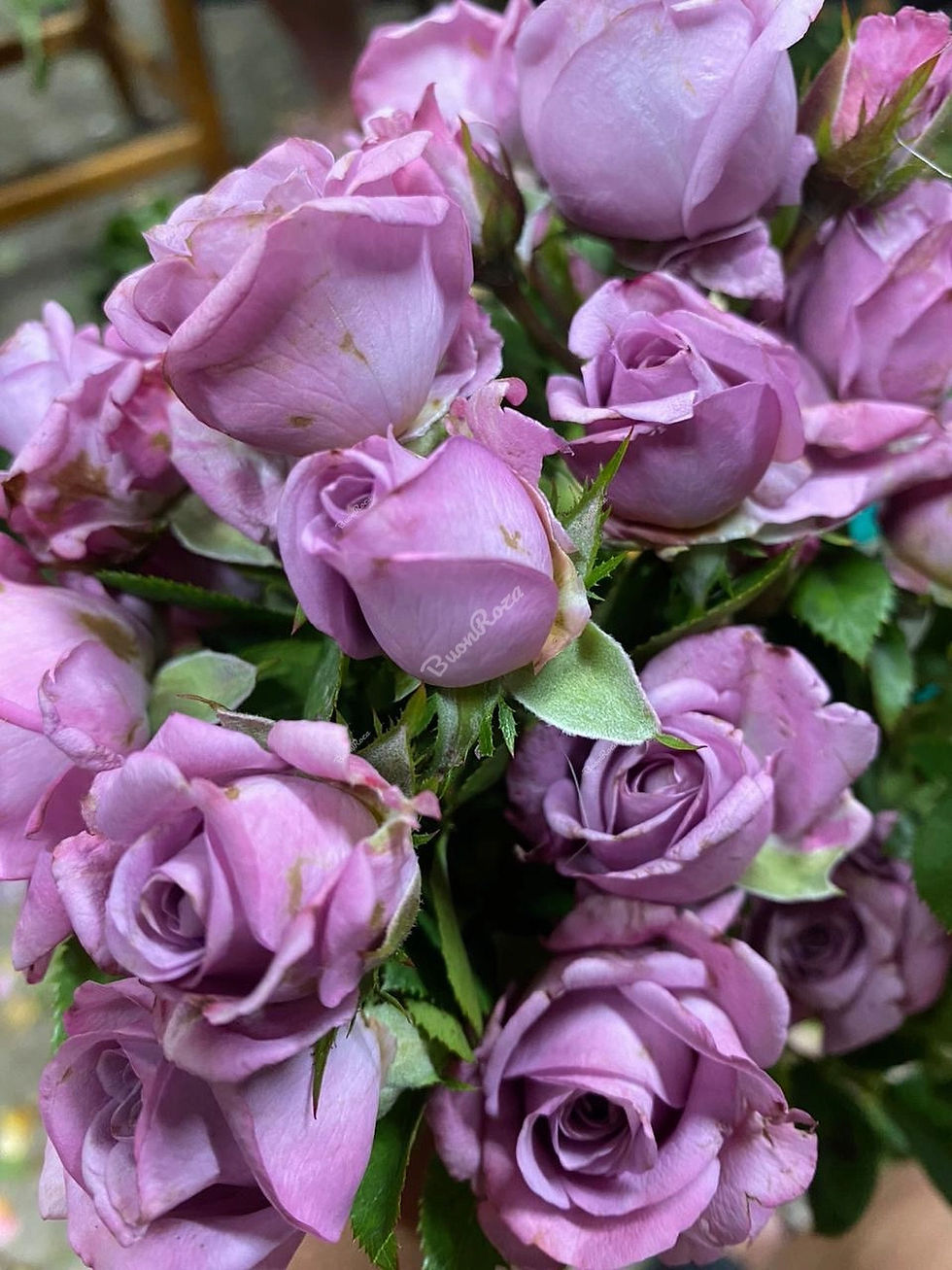 Роза Латойя (Latoya)