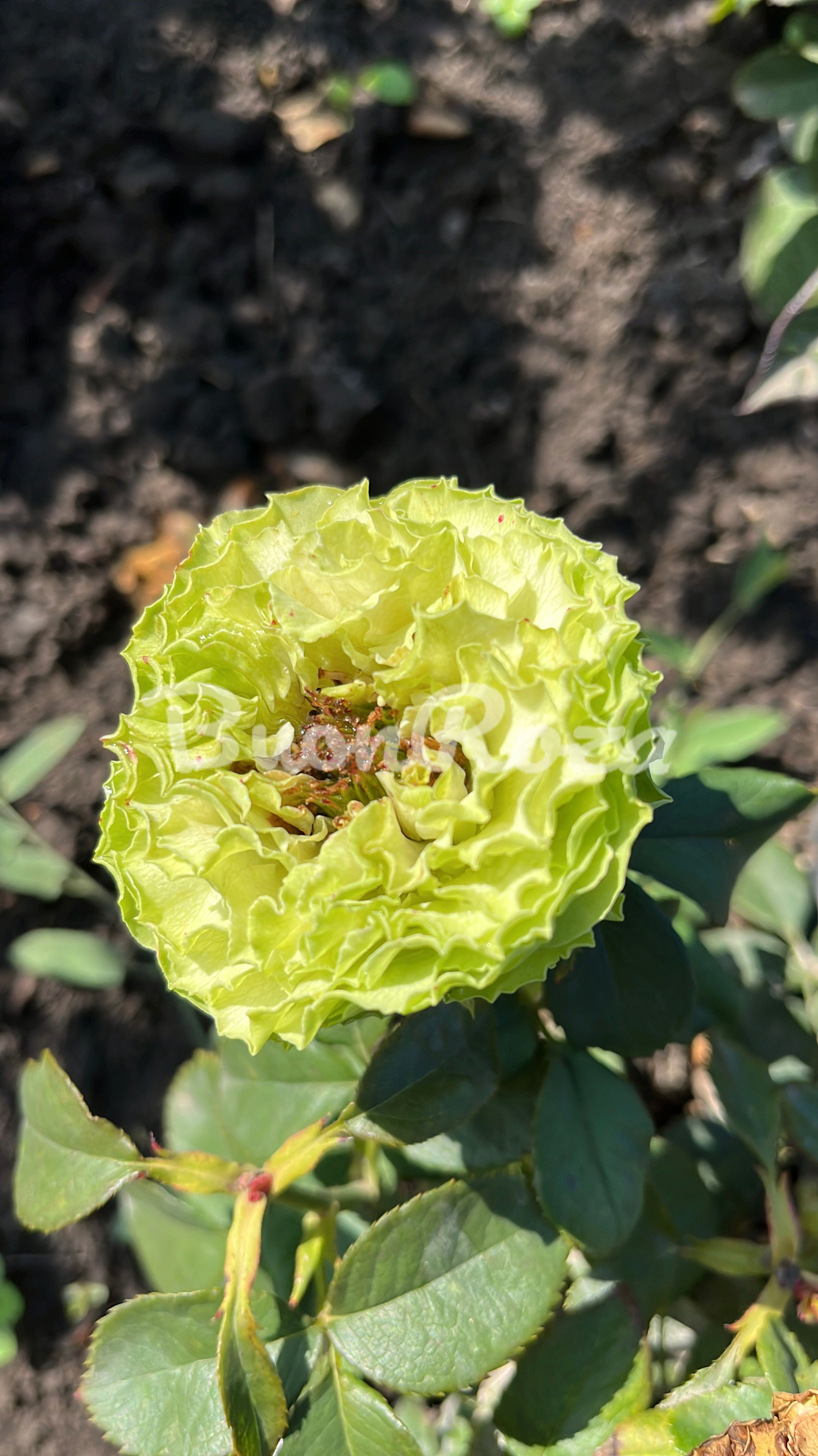 Роза Дениз (Deniz)