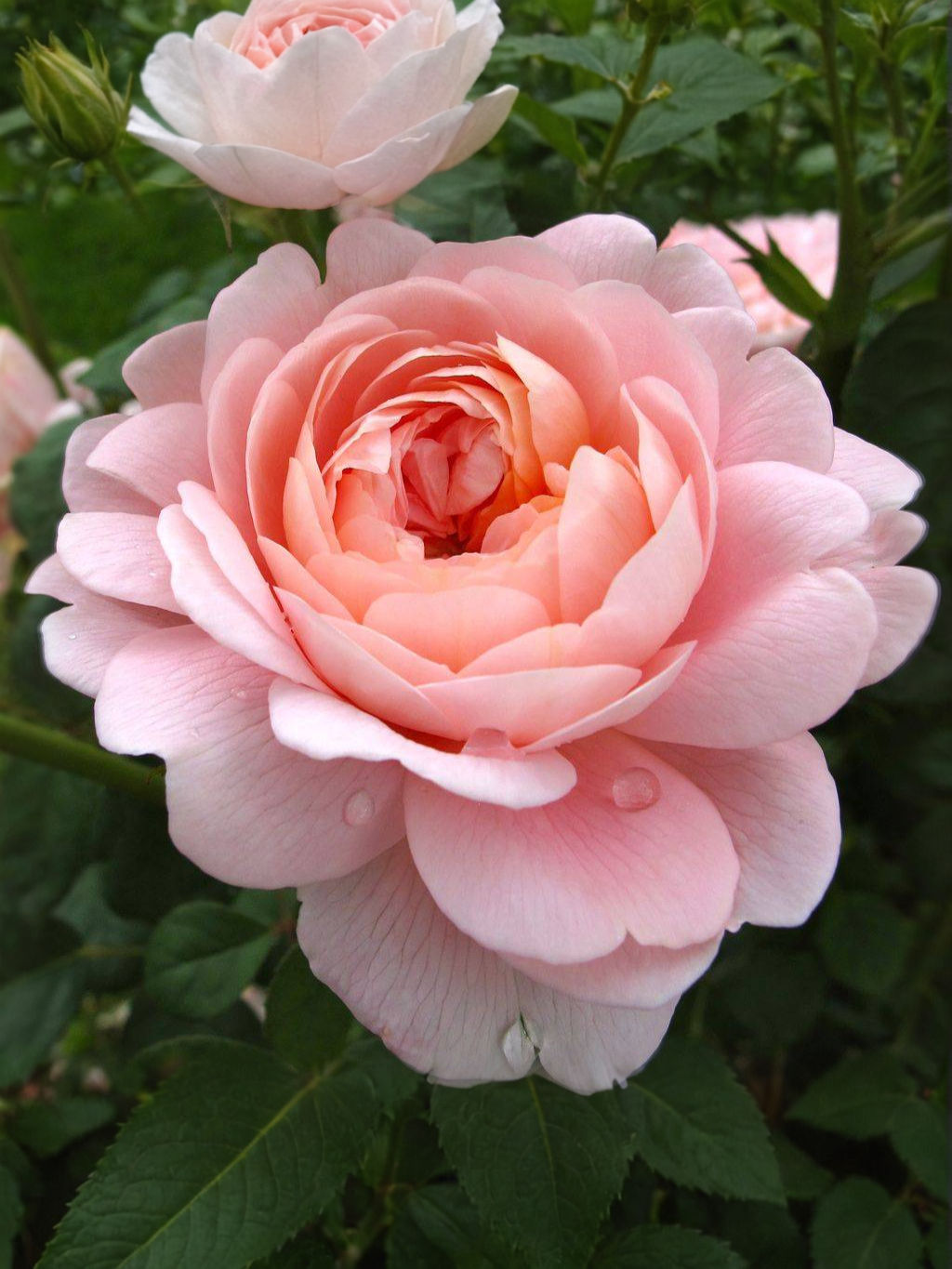 Роза Куин оф Свиден (Queen of Sweden)