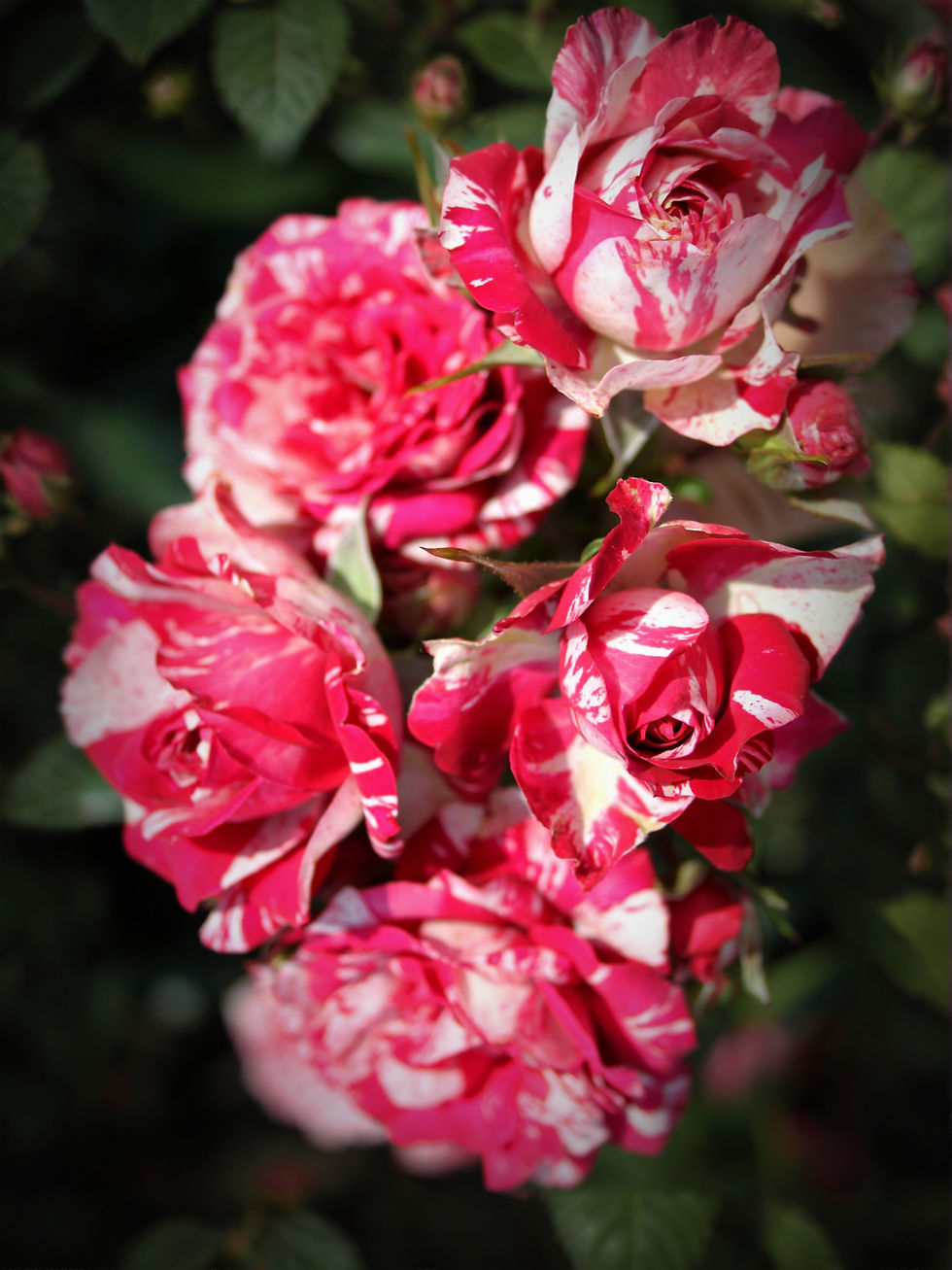 Роза Арроу Фолиес (Arrow Folies)