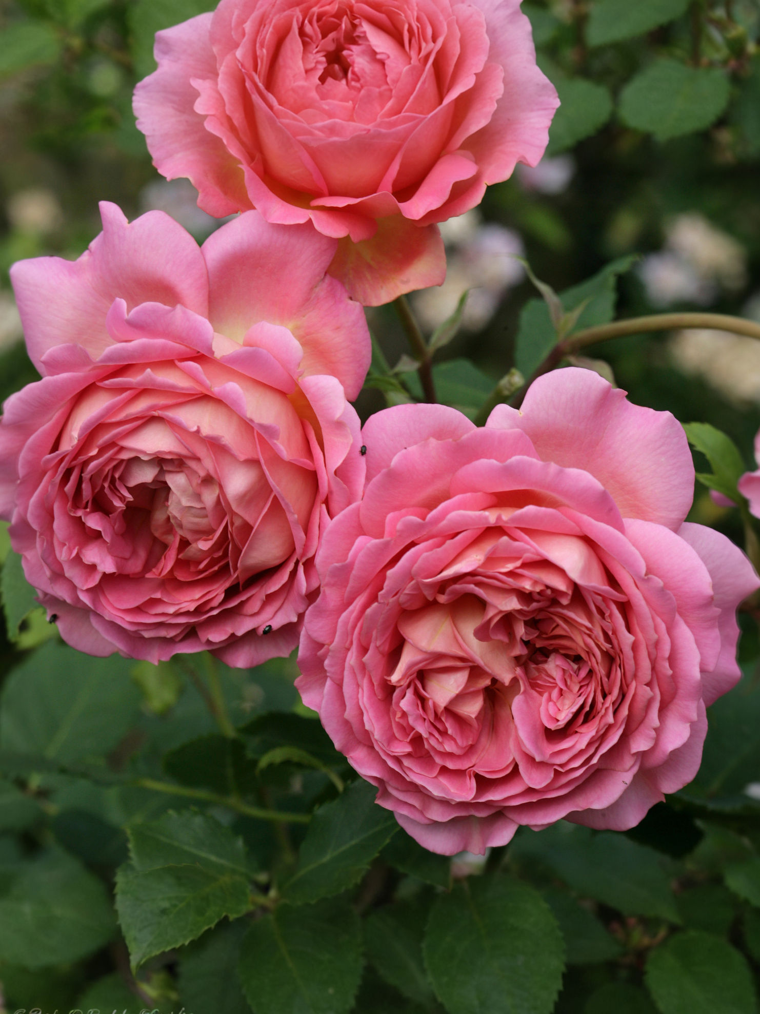 Роза Джубили Селебрейшн (Jubilee Celebration)