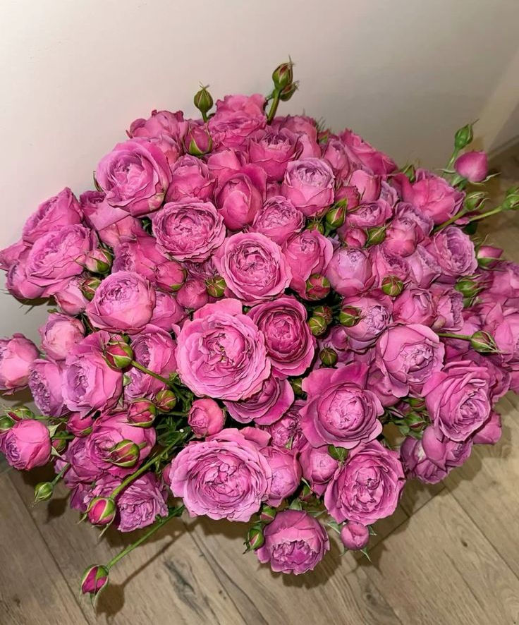 Роза Хайп (Hype)