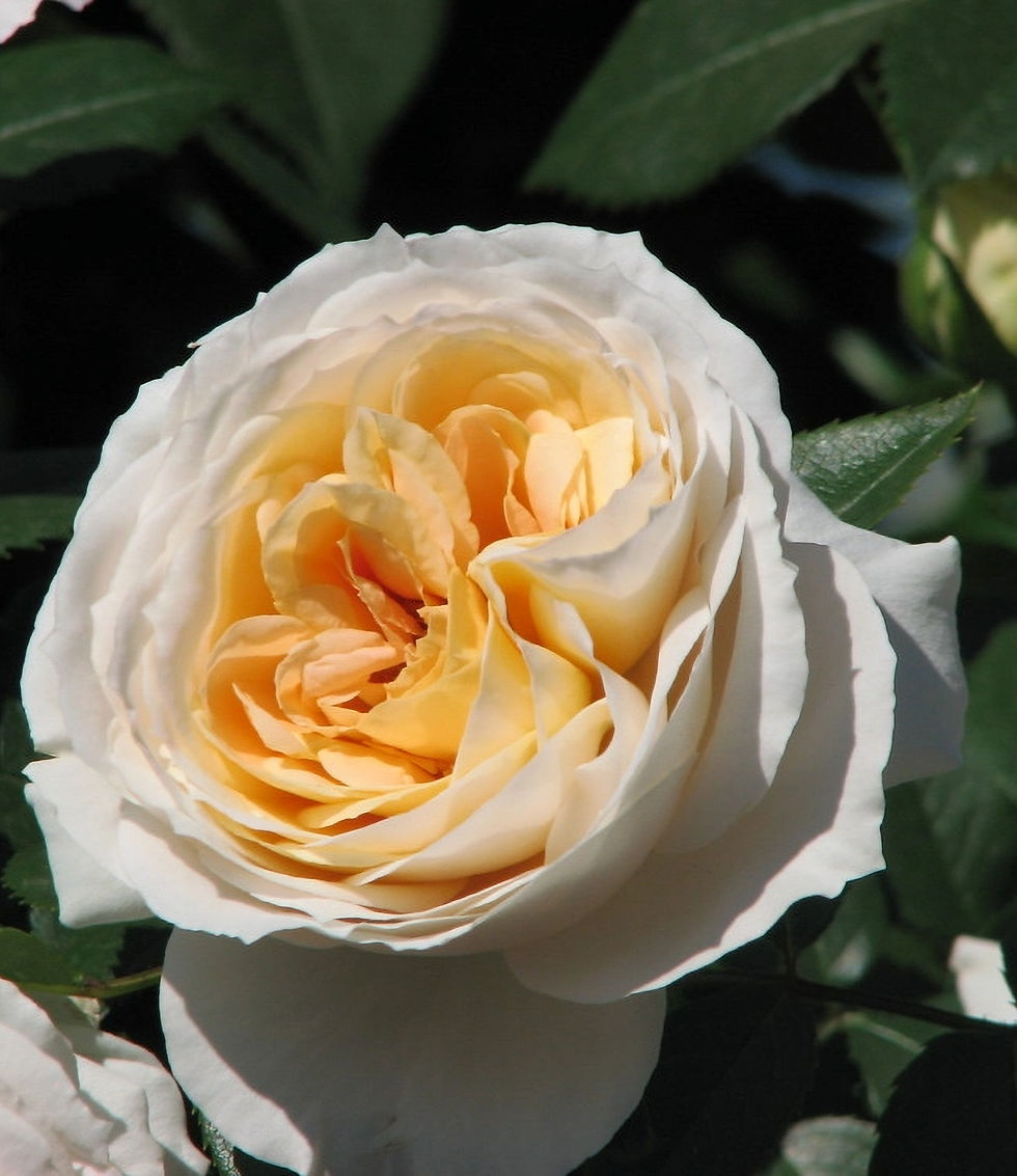 Роза Лионс Роуз (Lions Rose)