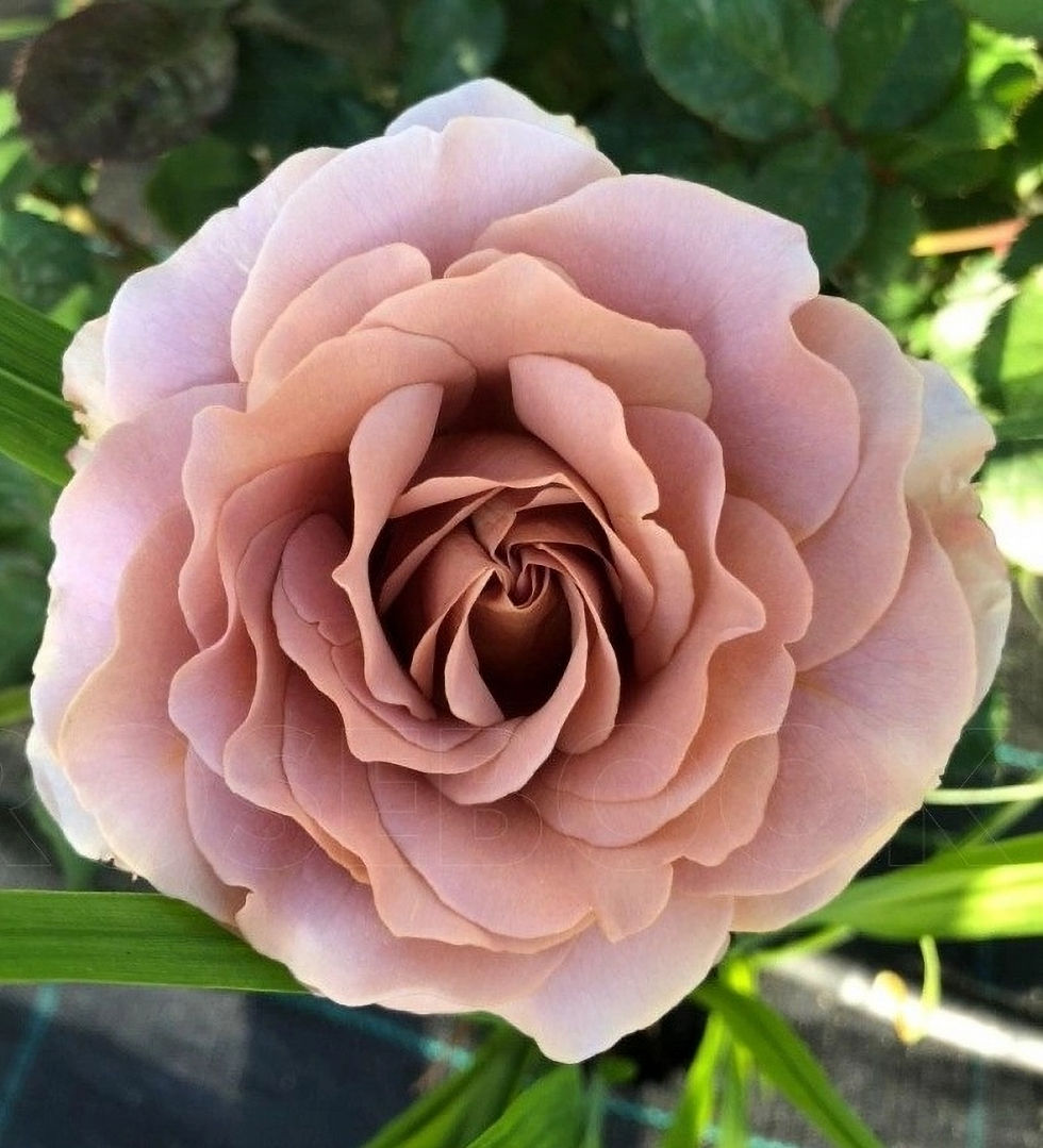 Роза Мокароза (Mokarosa)