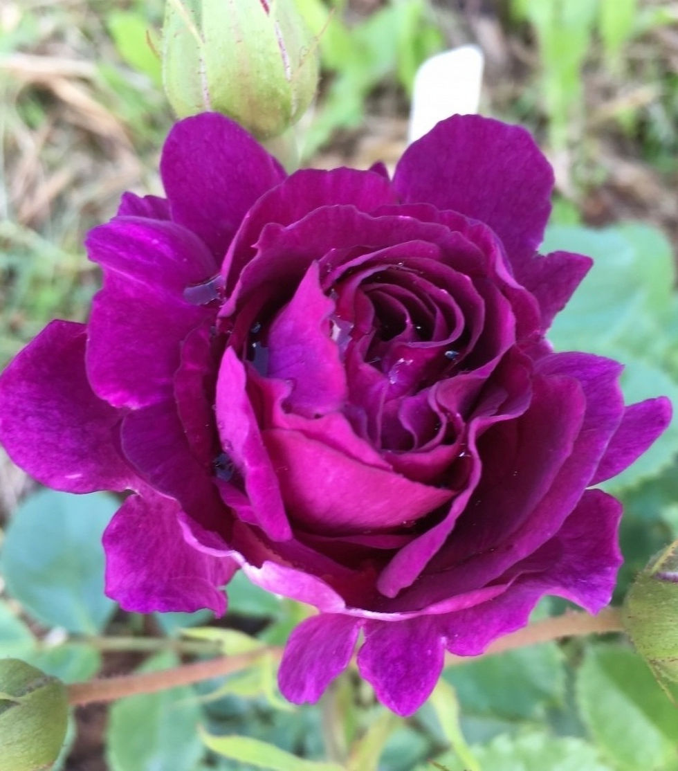 Роза Мистерьез (Mystérieuse)