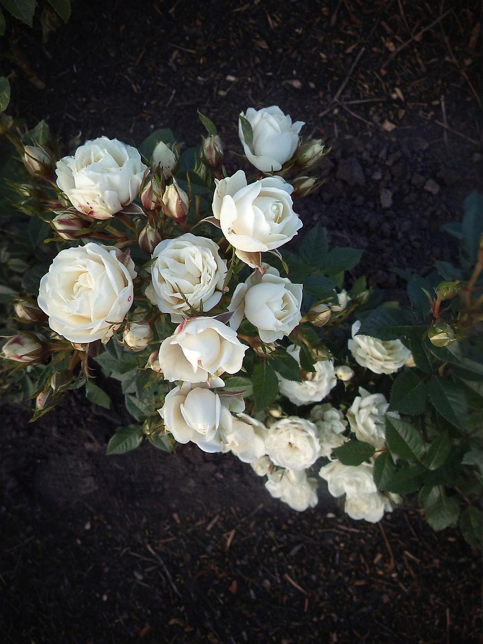 Роза Вивиан (Viviane)