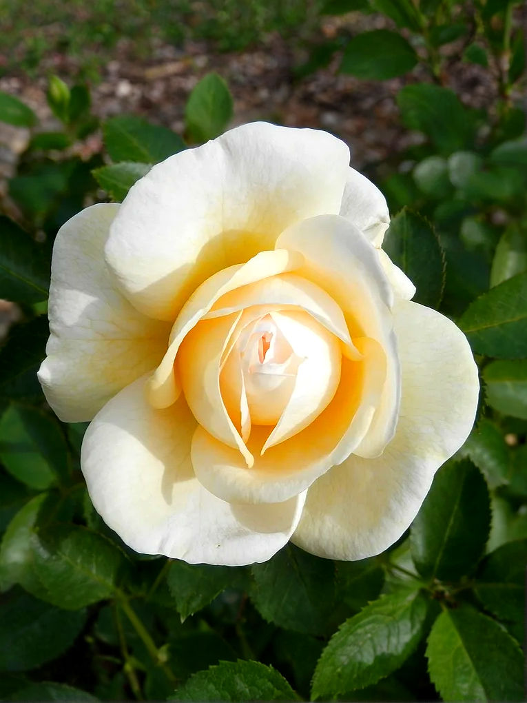 Роза Джей Пи Коннел (J.P.Connell)