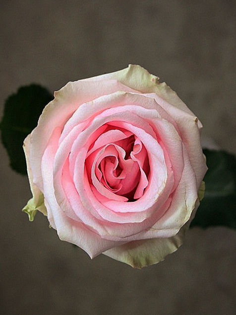 Роза Табу (Taboo)