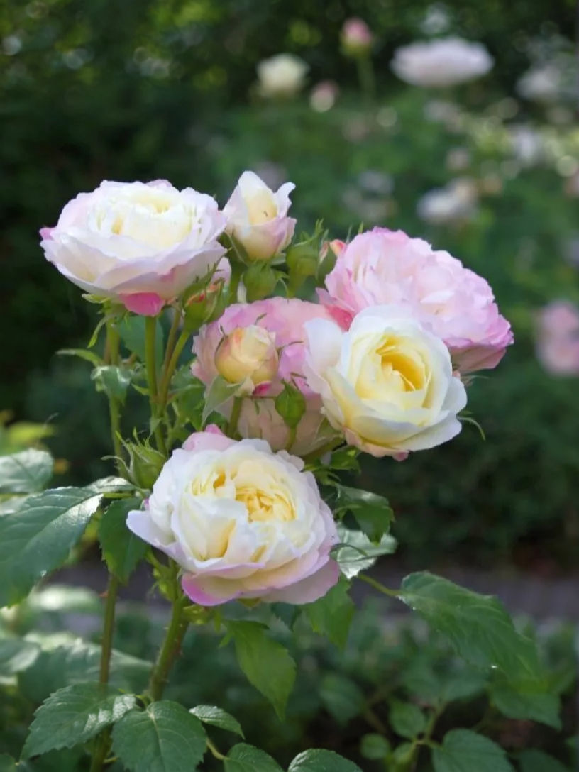 Роза Андре Брише (Andre Brichet)