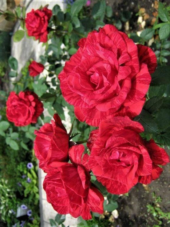 Миниатюра: Роза Ред Интуишн (Red Intuition)