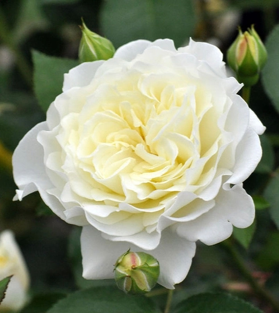 Роза Сур ла Нейдж (Sur la Neige)