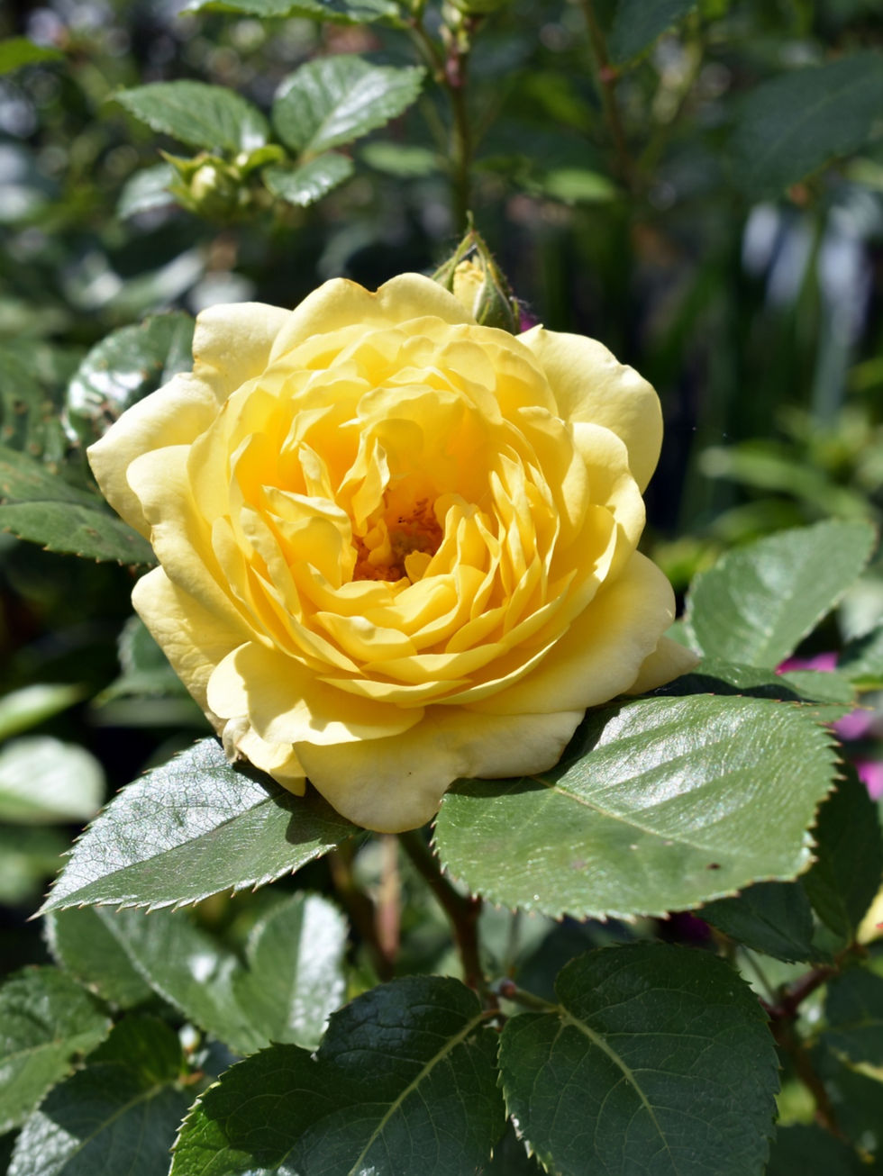 Роза Анни Дюпрей (Anny Duperey)