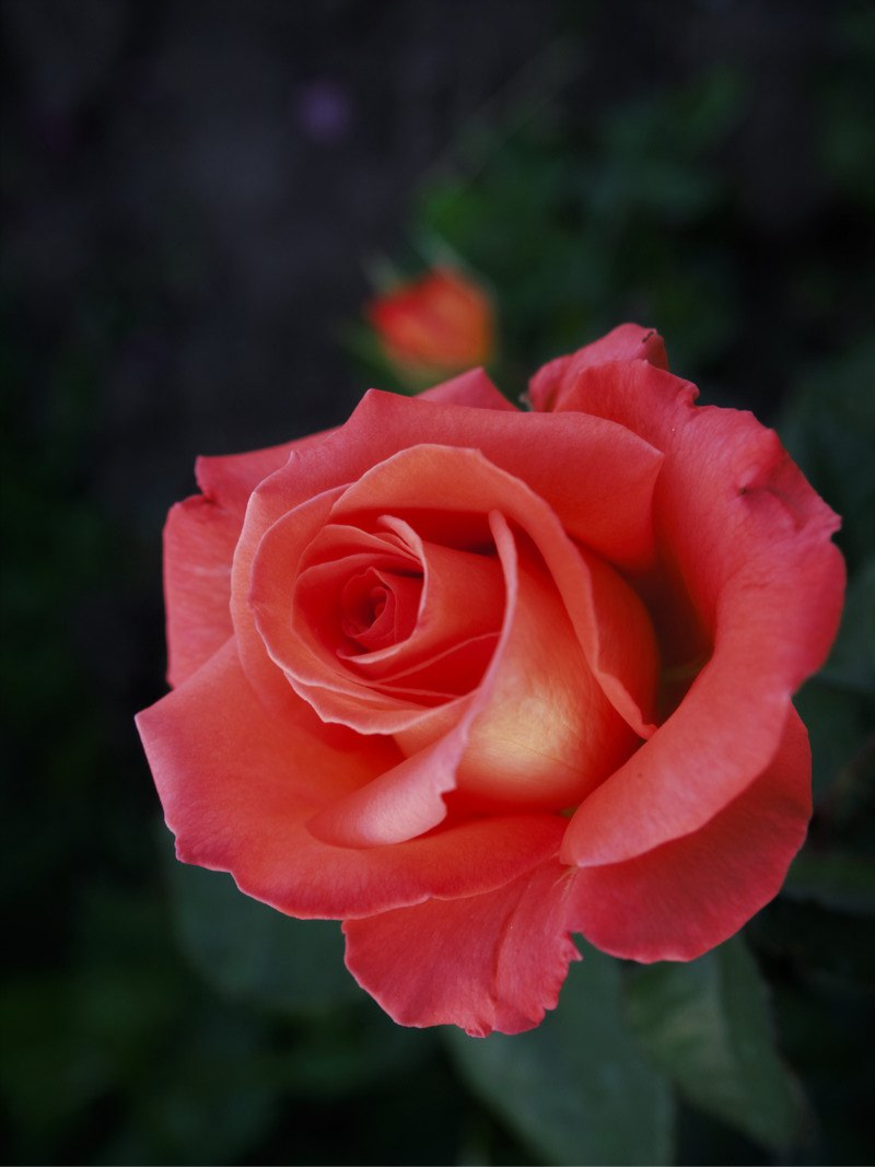 Роза Вау (Wow)