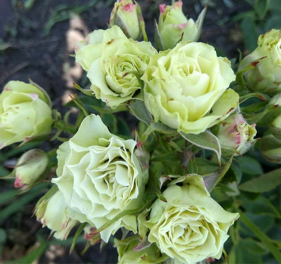 Роза Лувиана (Luviana)