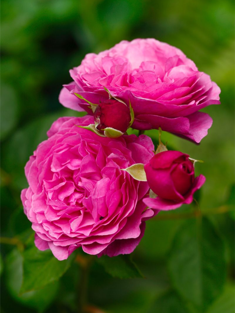 Роза Каффе Фассетт Роуз (Kaffe Fassett Rose)