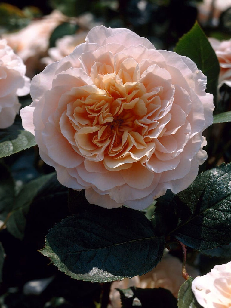 Миниатюра: Роза Бредон (Bredon)