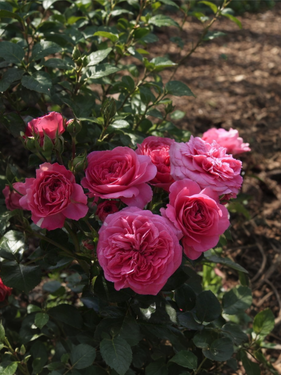 Роза Баронесса (Baronesse)