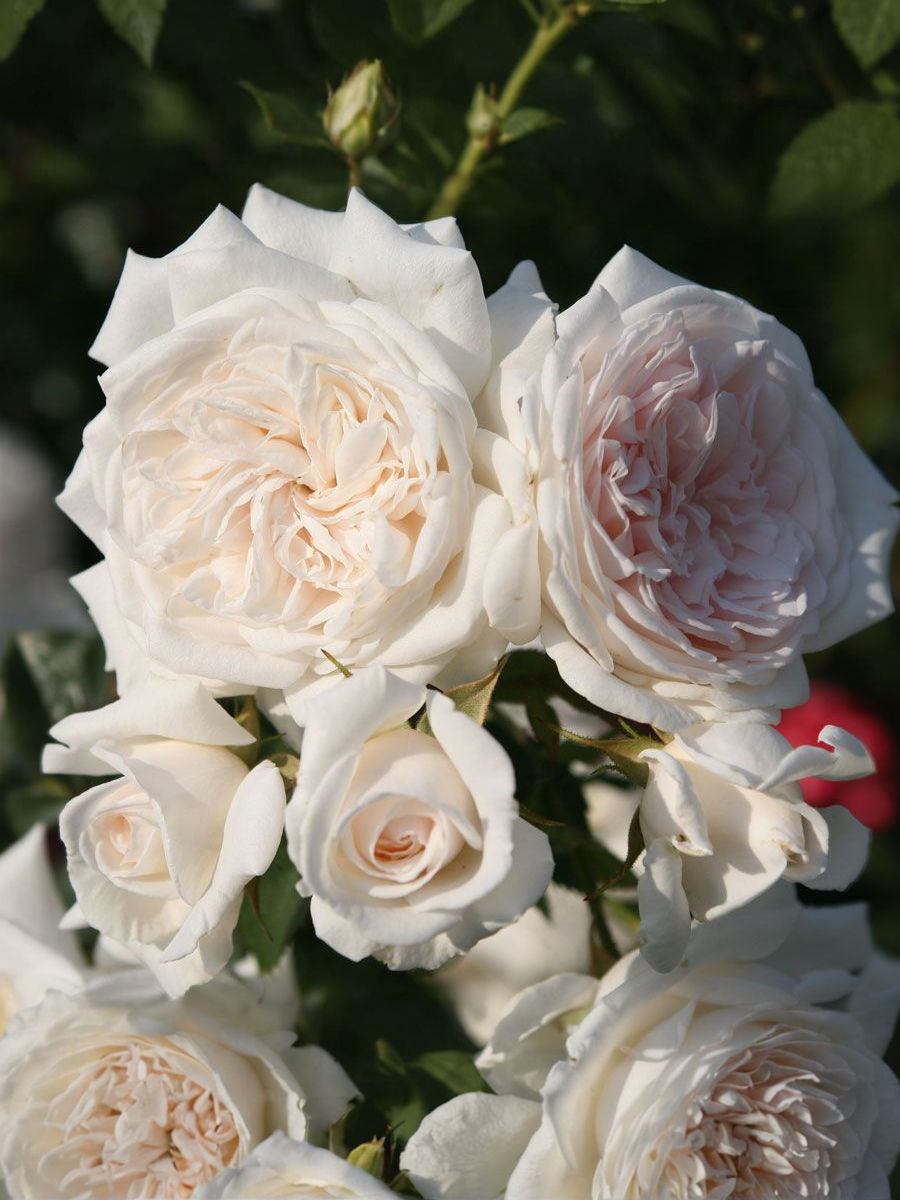 Роза Ванилла (Vanilla)