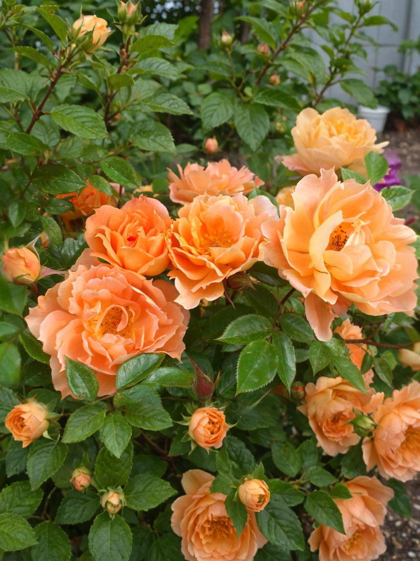 Роза Бридж оф Сайз (Bridge of Sighs)