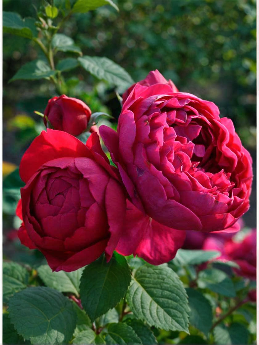 Миниатюра: Роза Аскот (Askot)