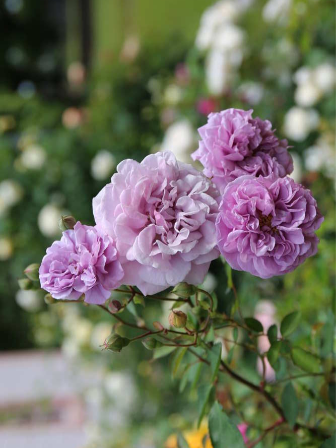 Роза Рейн Блю (Rainy Blue)