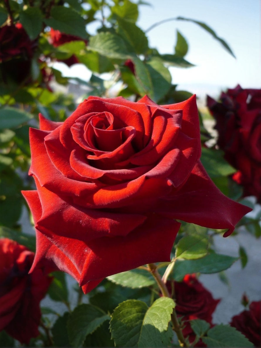 Роза Мерседес (Mercedes)