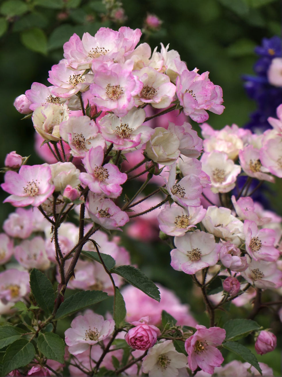 Роза Алден Бисен (Alden Biesen)