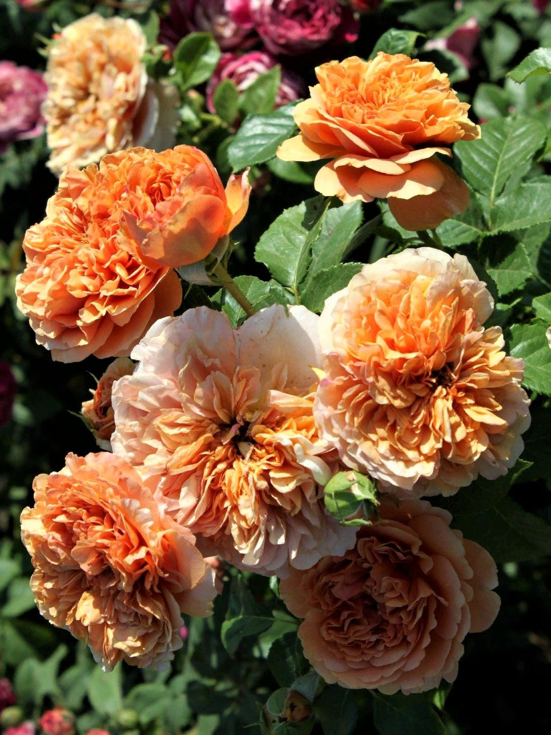 Роза Бель Де Анжу (Belle d’Anjou)