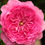 Миниатюра: Роза Шанталь Мерье (Chantal Merieux)
