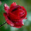 Миниатюра: Роза Капелька (Kapelka)