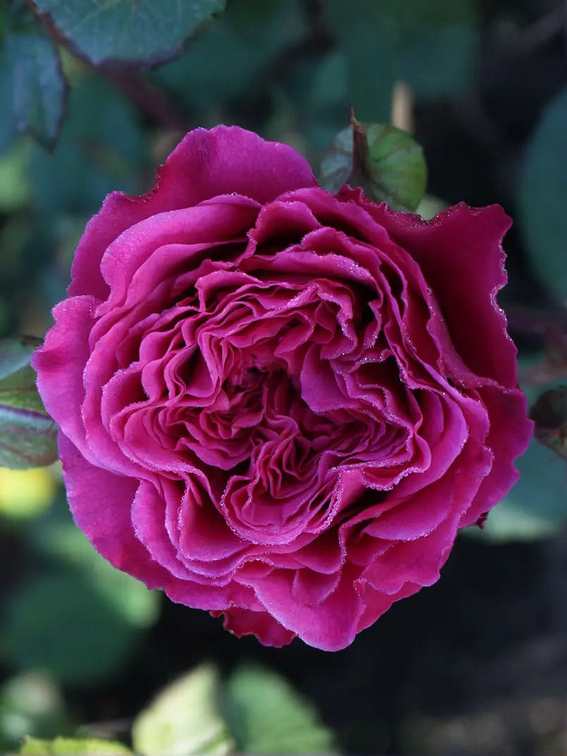 Роза Икеа (Ikea)