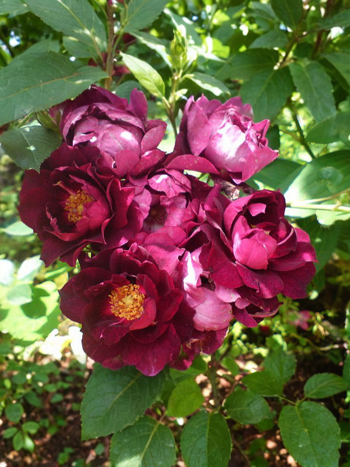 Роза Кардинал Хьюм (Cardinal Hume)