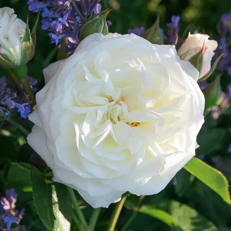 Роза Алабастер (Alabaster)
