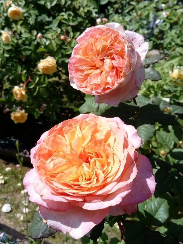 Роза Априкот Сенсейшн (Apricot Sensation)