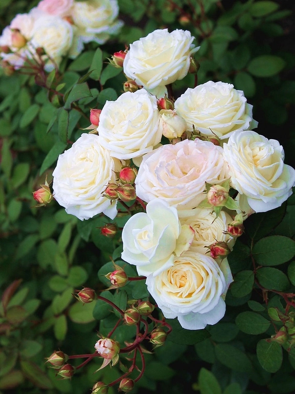 Роза Гладиатор (Gladiator)