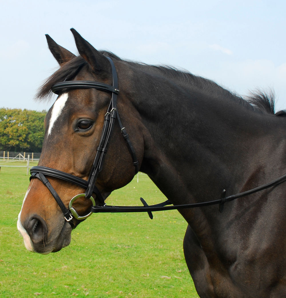 English Leather Bridle With Flash Noseband - Pony - Havana