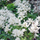 Thumbnail: Astilbe x aredsii ‘Bridal Veil’ 