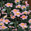 Thumbnail: Camellia sasanqua “Yuletide Maggie’s Pink”
