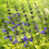 Thumbnail: Salvia guaranitica ‘Black and Blue’ Blue Anise Sage