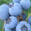 Thumbnail: Vaccinium Blueberry “Premier” Deciduous Fruit Bush