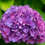 Thumbnail: Hydrangea Macrophylla Merritts Supreme