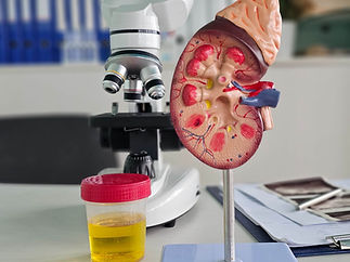 kidney-model-microscope-setup-laboratory-medical-education-research (1).jpg