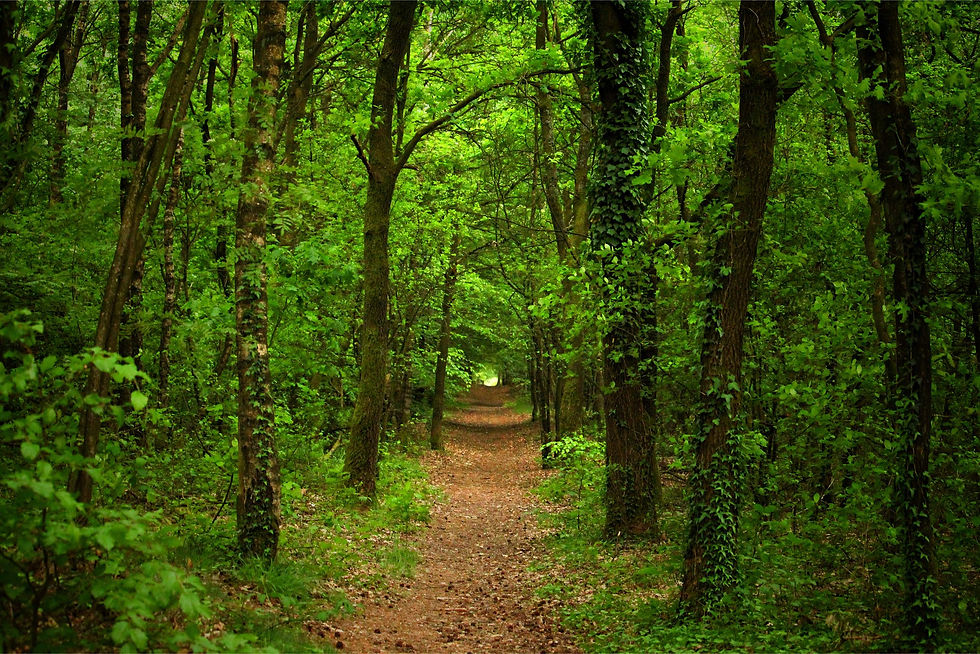 dirt-road-amidst-trees-forest (1).jpg