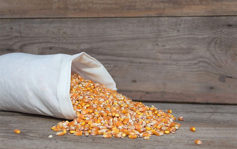 bag-with-whole-corn-feed-animals (1).jpg